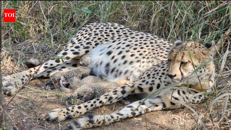 Kuno National Park: Cheetah population grows to 38 as Gamini gives birth to 3 cubs, boosting Project Cheetah |