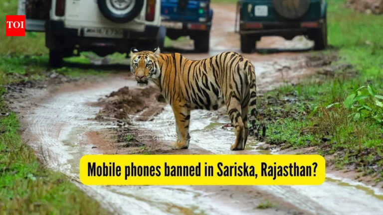 Sariska Tiger Reserve Mobile Ban: After Ranthambore National Park, now mobile phones banned in Sariska, Rajasthan? What we know so far |