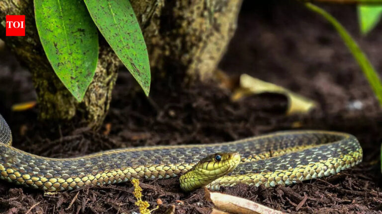 Stop growing THIS beautiful plant in your garden as it attracts snakes |