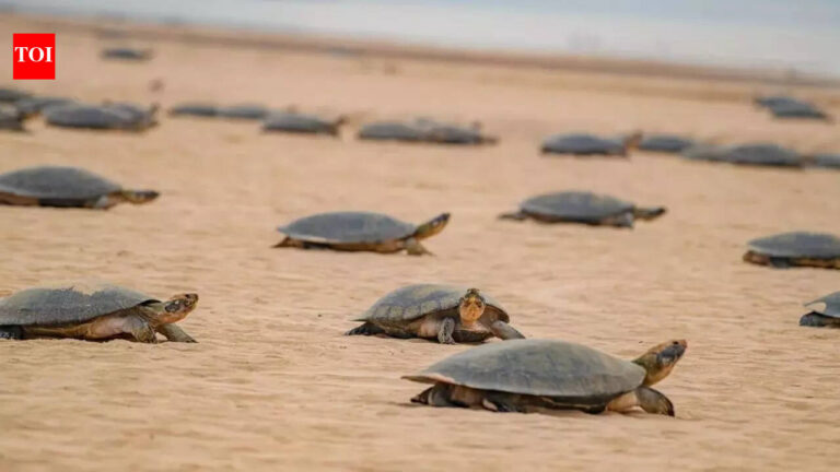 World’s biggest ‘maternity ward’: 41,000 giant turtles gather on a single Amazon beach |