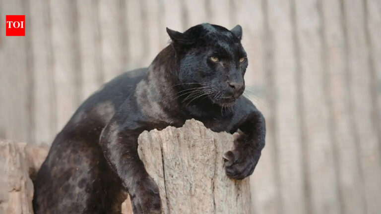 Top 10 wildlife sanctuaries in India to spot the Black Panther: From Kabini Wildlife Sanctuary to Pench National Park |