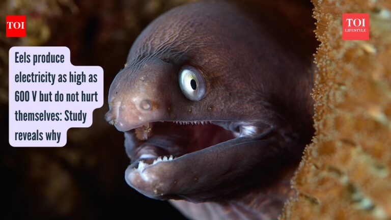 Eels produce electricity as high as 600 V but do not hurt themselves: Study reveals why