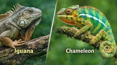 iguana vs chameleon key differences in size habitat behaviour and why they are unique reptiles