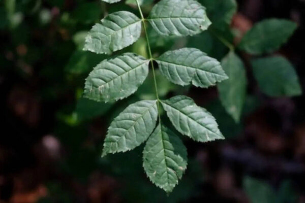 msid 130053487imgsize 33020.cms