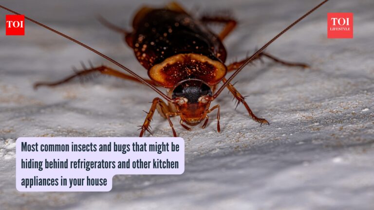 Most common insects and bugs that might be hiding behind refrigerators and other kitchen appliances in your house