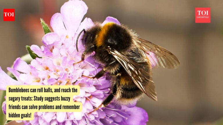 Bumblebees can roll balls, and reach the sugary treats: Study suggests buzzy friends can solve problems and remember hidden goals!