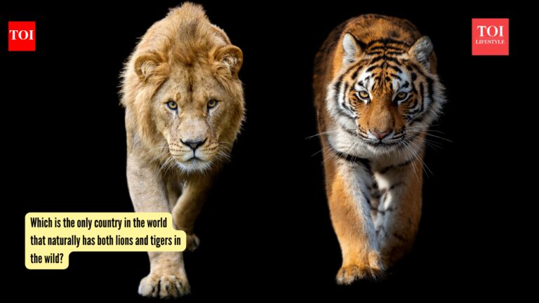Which is the only country in the world that naturally has both lions and tigers in the wild? |