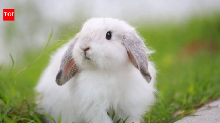 6 fun facts about rabbits you probably didn’t know