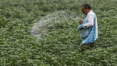 a farmer using urea for crop ani