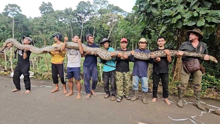 Meet ‘Ibu Baron’: Giant python in Indonesia confirmed as the longest wild snake ever officially measured |