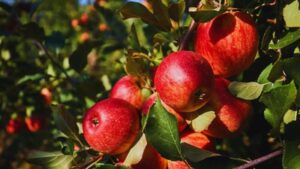 himachal apples under pressure