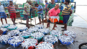 india safeguards billion dollar seafood and agri exports as eu tightens antibiotic norms