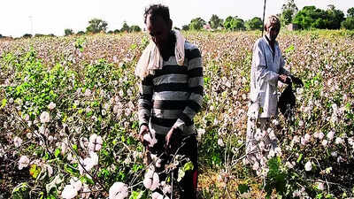 why cotton is india39s quotwhite goldquot