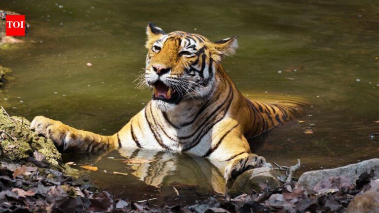 From Corbett’s Paro to Tadoba’s Maya: Meet the celebrity tigers and tigresses that turned India’s wildlife sanctuaries into global safari destinations