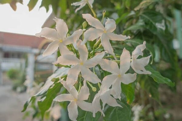 1790485152 photo